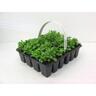 Lobelia Upright