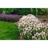 Lavender Whimsical