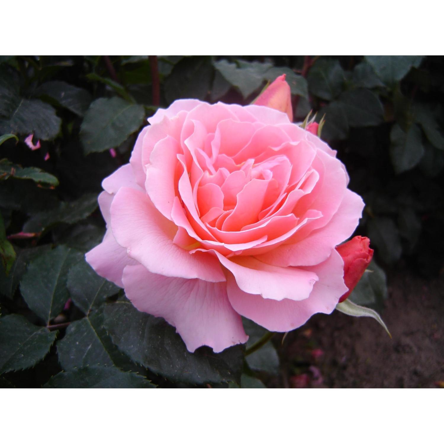 Rose Bush My Mum