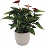 Anthurium in Geometric Ceramic Pot