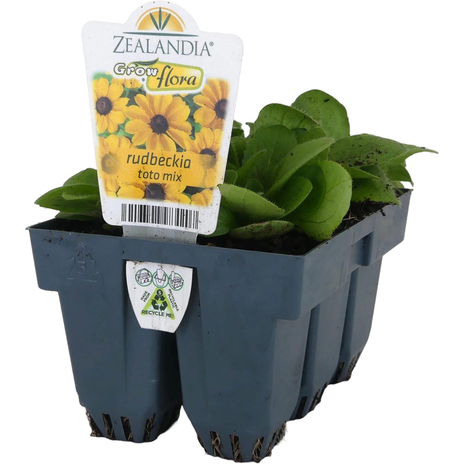 Rudbeckia Toto