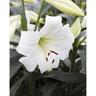 Lily Longiflorum White Triumph 5 Pack