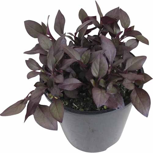 Alternanthera Little Ruby PVR
