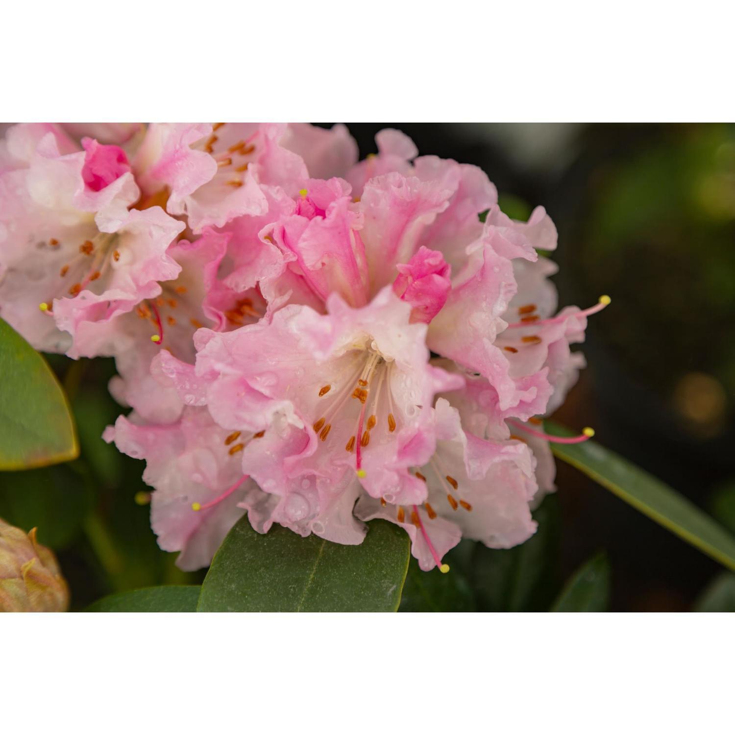 Rhododendron Christmas Cheer