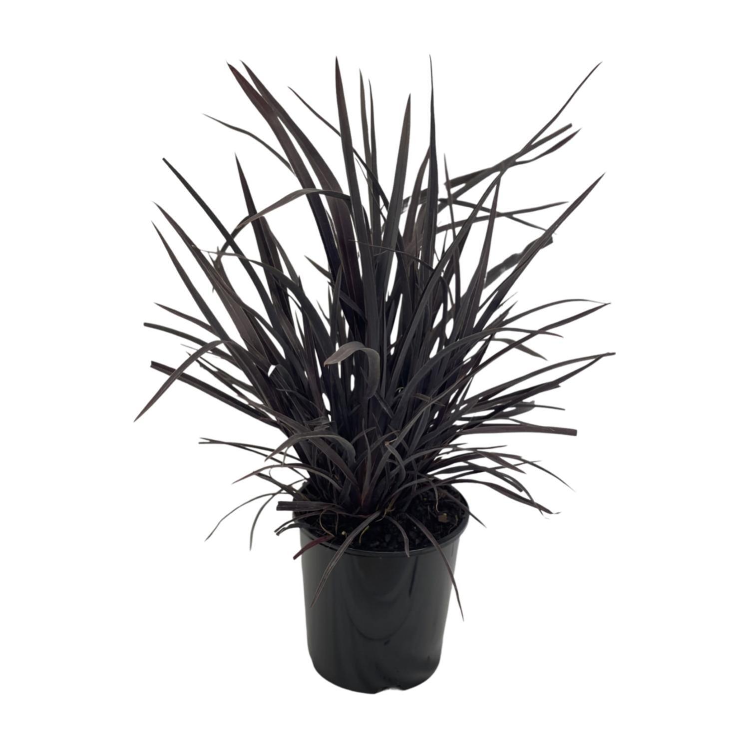 Phormium Dark Delight
