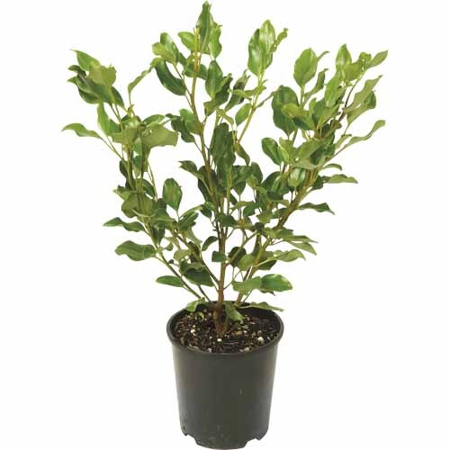 Griselinia Broadway Mint