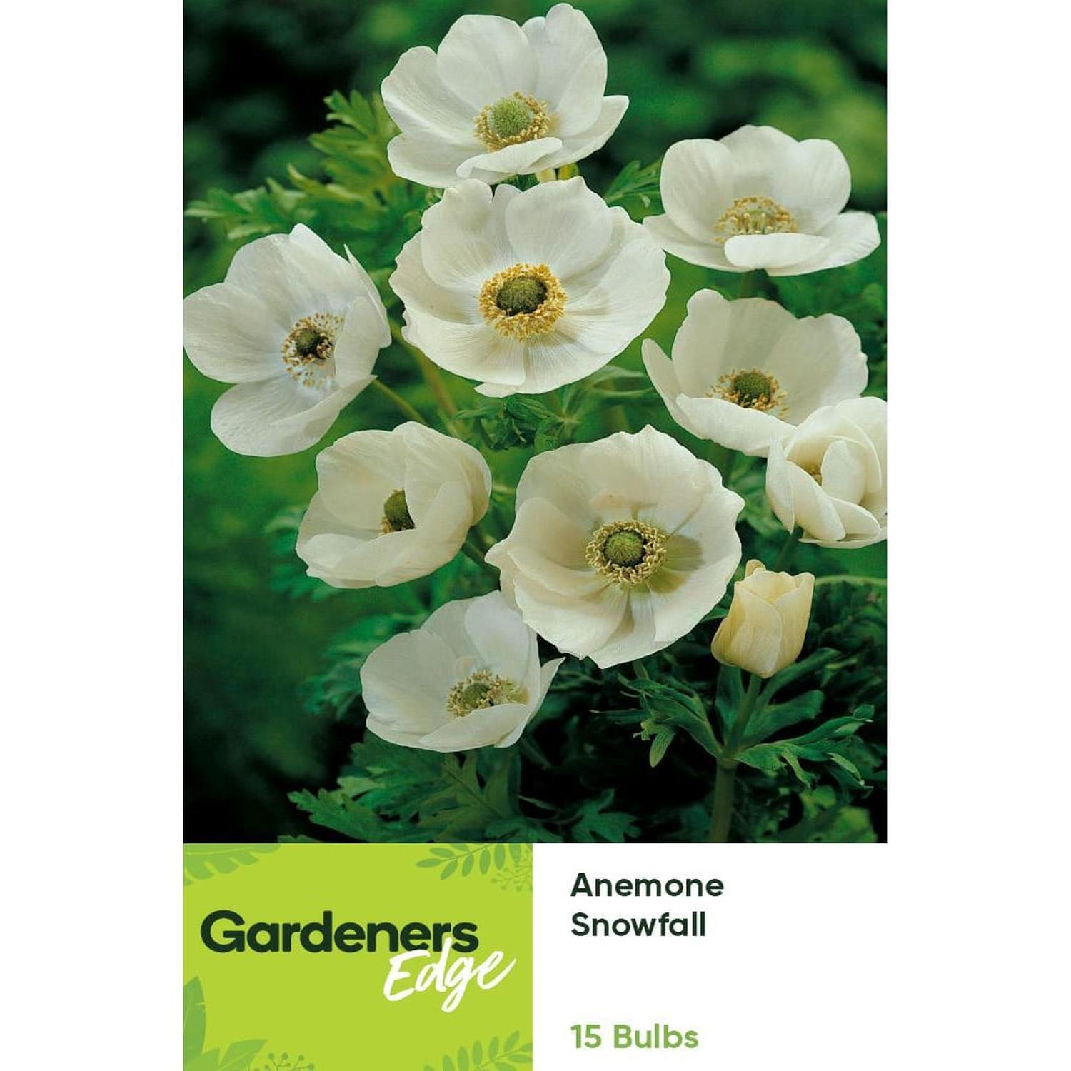 Anemone Single White Snowfall 15 pack