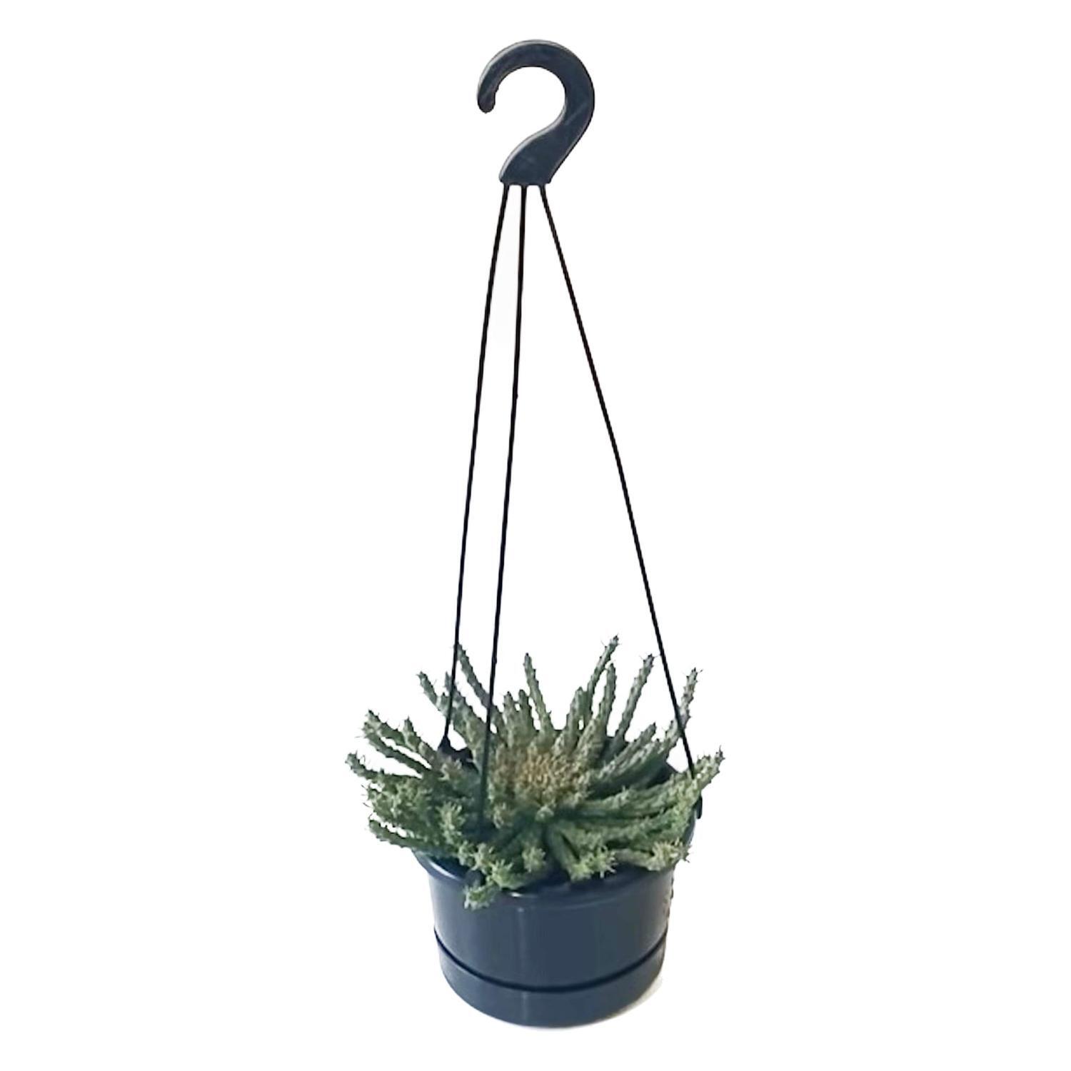 Euphorbia Medusa Basket 14cm