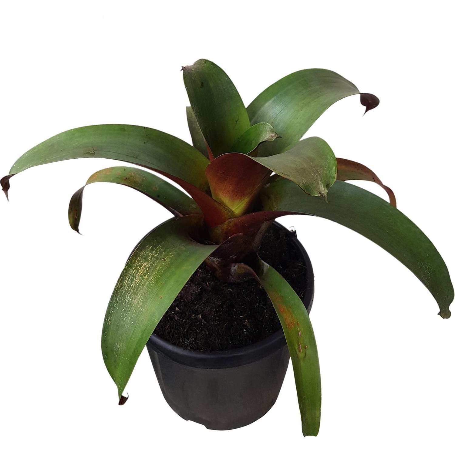 Bromeliad Alcantarea