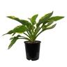 Hosta Ellerbroek
