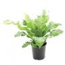 Asplenium Nidus Avis
