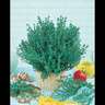 Herb Thyme Common