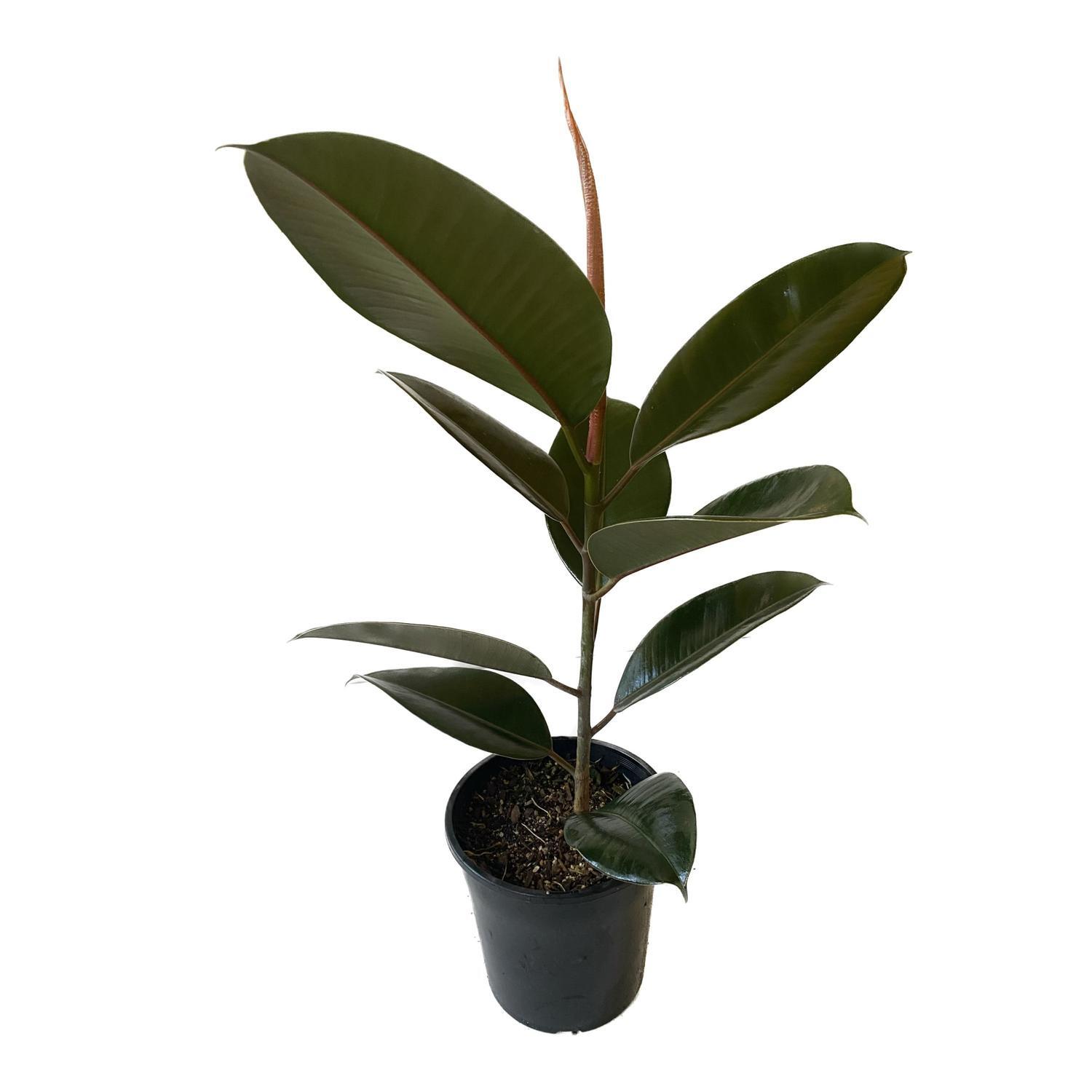 Ficus Robusta 'Rubber Plant' 20cm