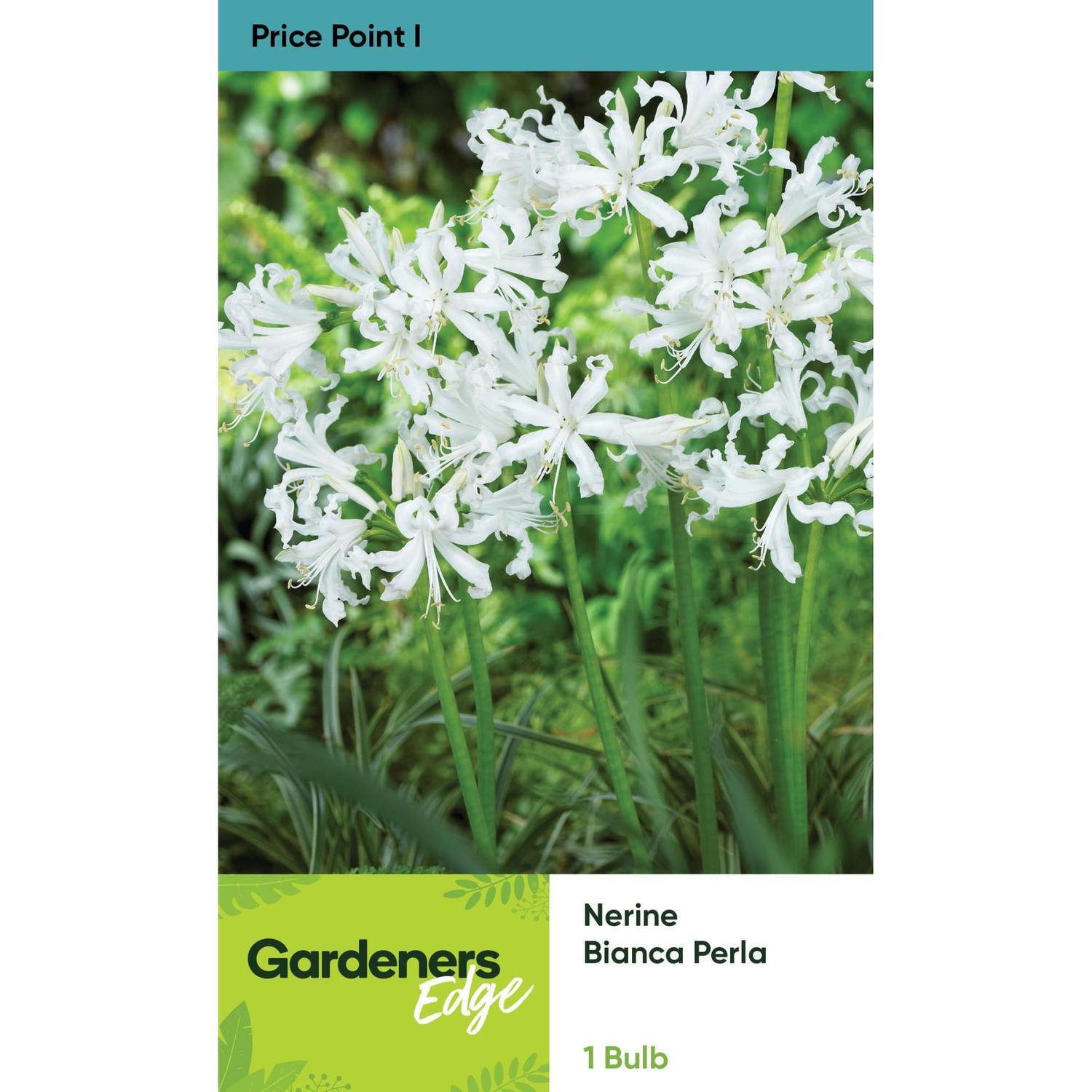 Nerine Bianca Perla Pack of 1