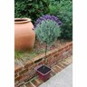 Lavender Major Standard