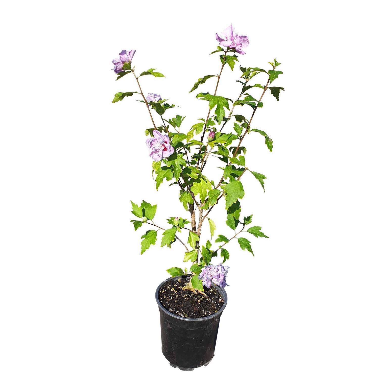 Hibiscus Syriacus 'Coelestrus'