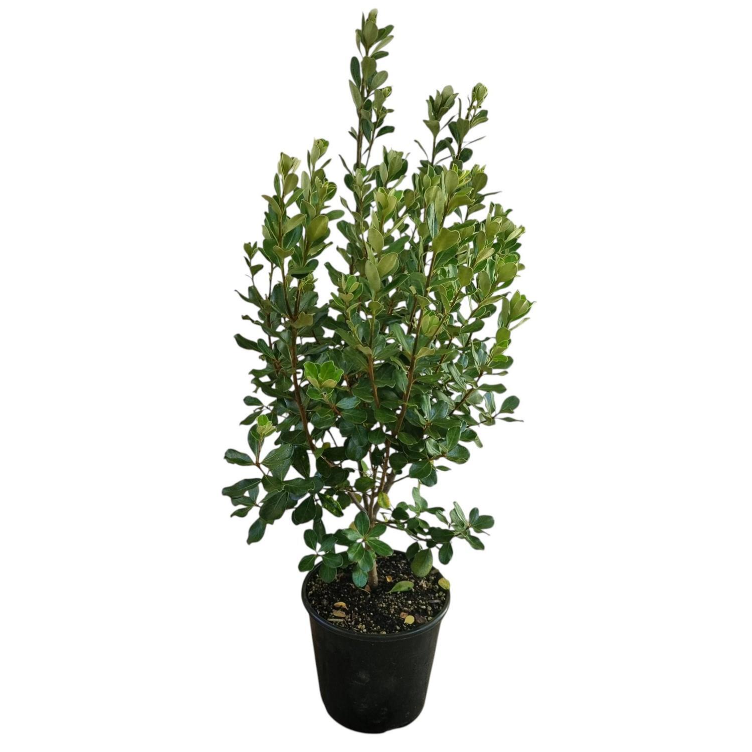Pittosporum Crassifolium 6L