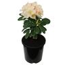 Rhododendron Unique 2.5 litre