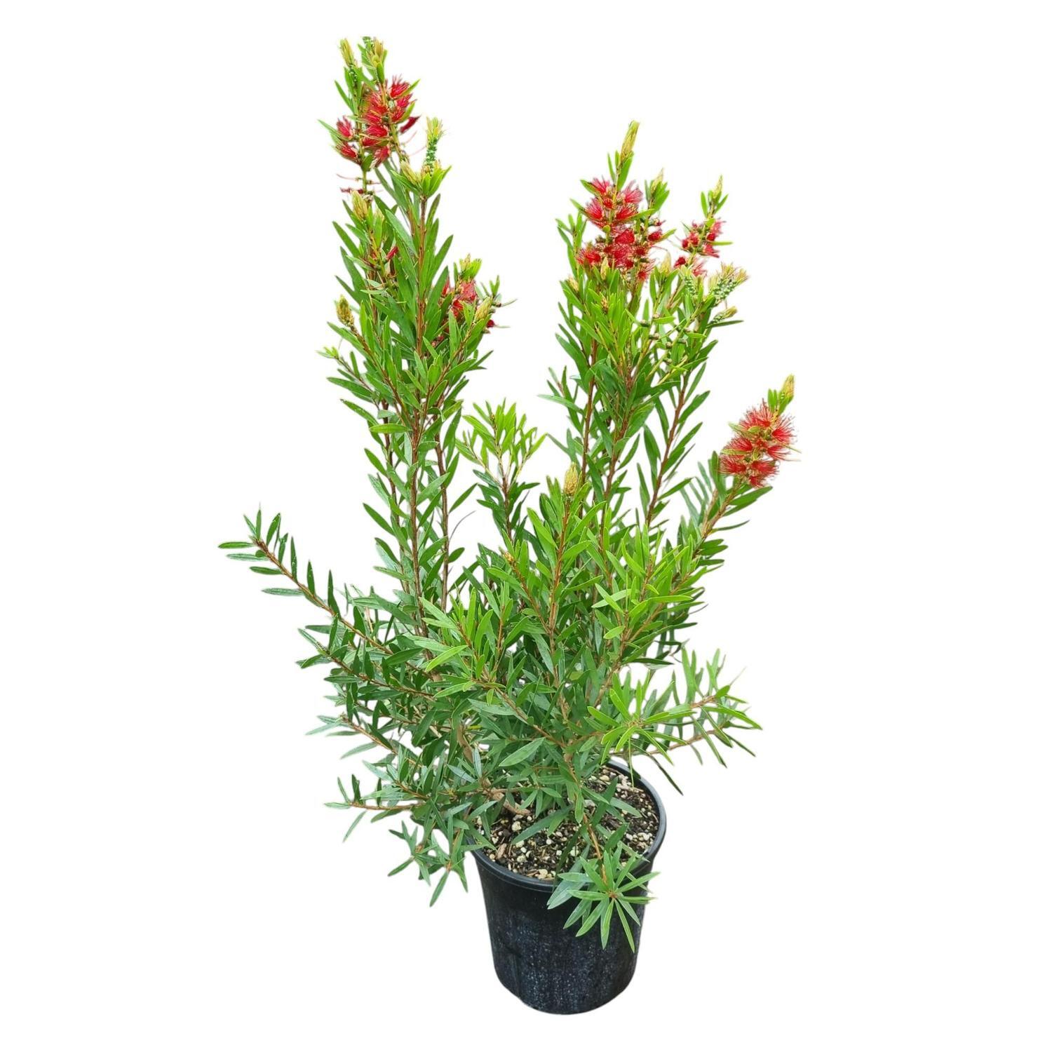 Callistemon Red Cluster 4L