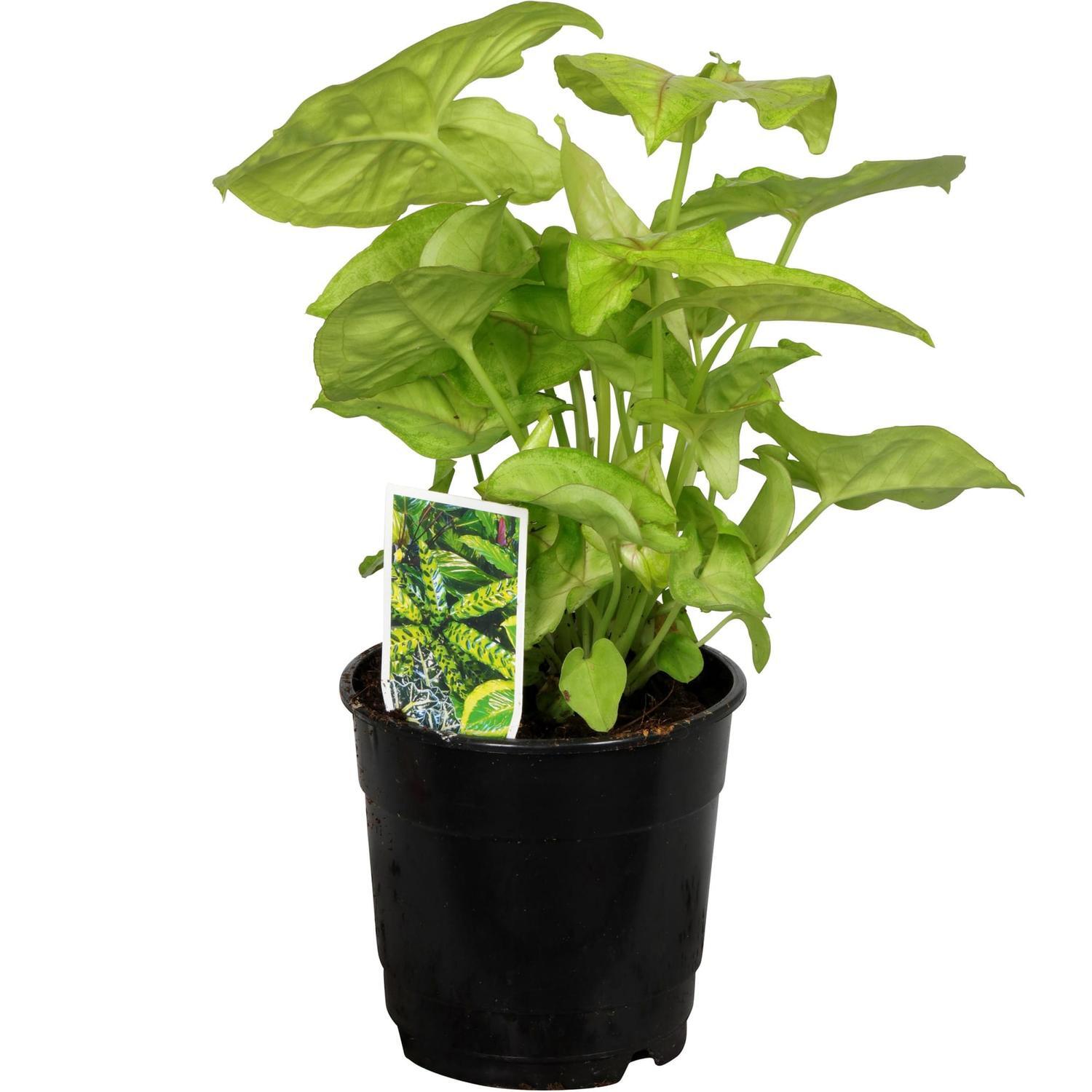 Syngonium Allusion