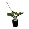 Hosta Liberty