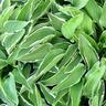 Hosta Allan P McConnell