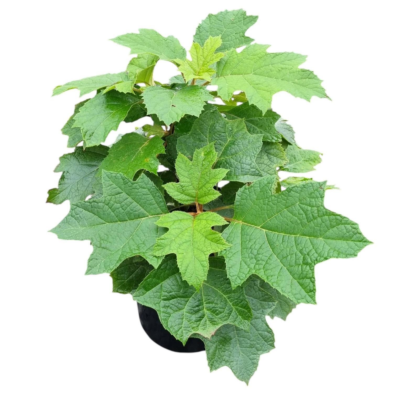 Hydrangea Pee Wee  4L