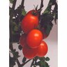 Tomato Dew Drop Cluster