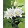 Lily Oriental Roselily Maxima Pack of 1