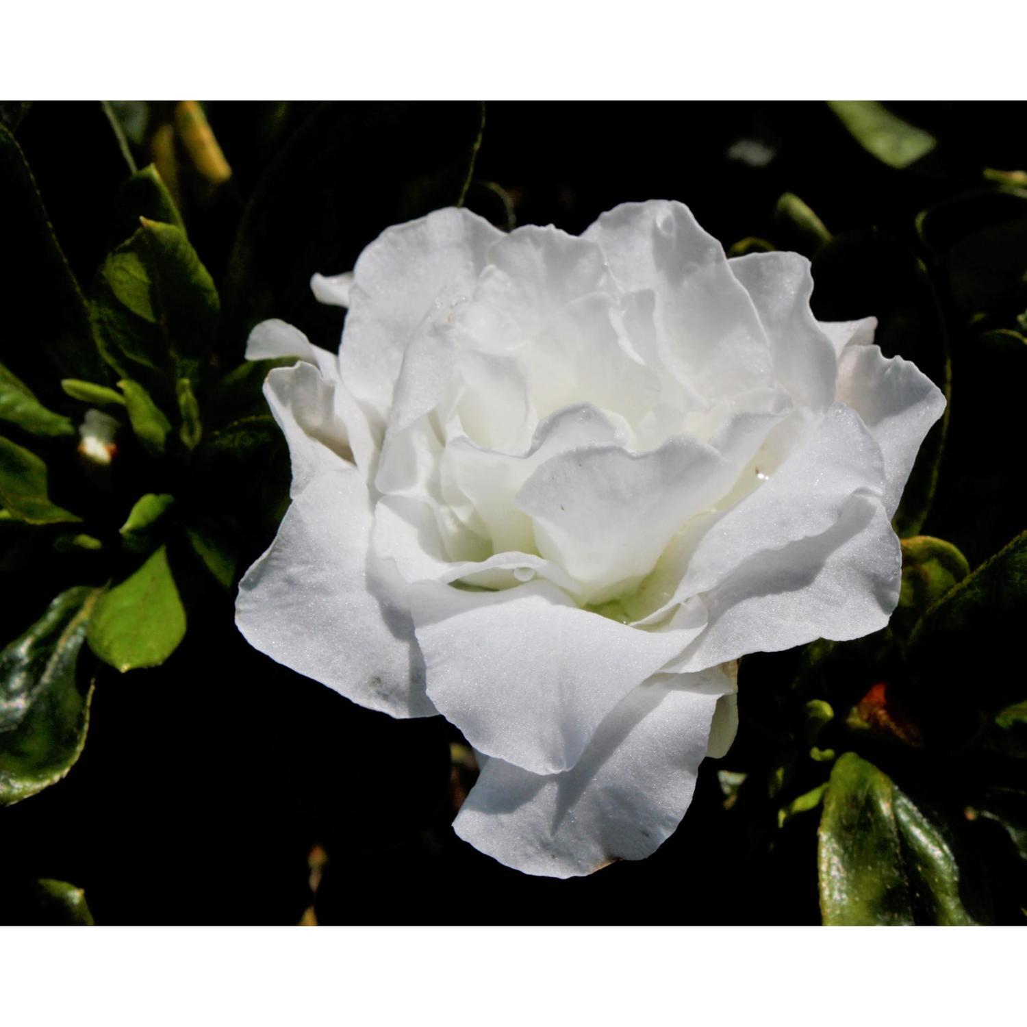 Azalea