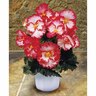 Begonia Crispa