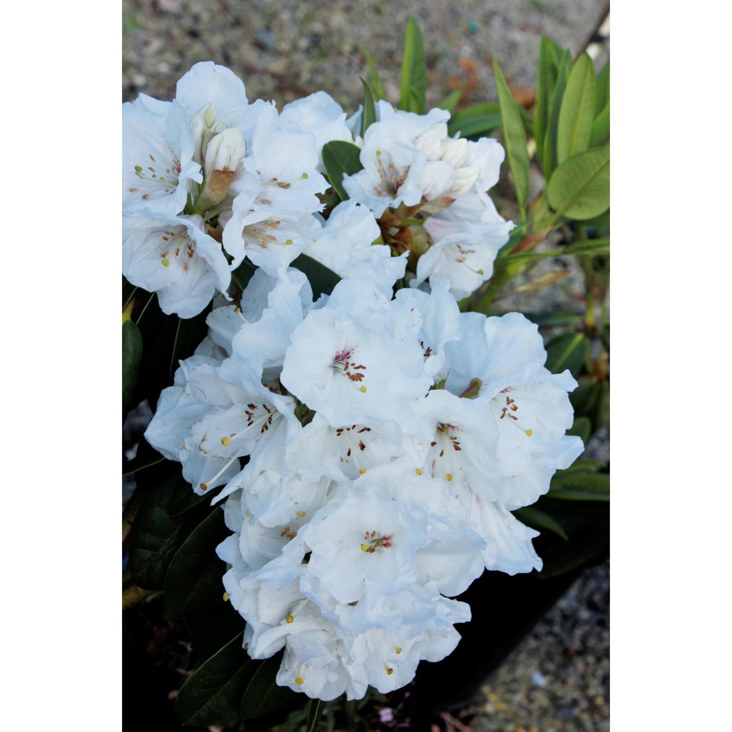 Rhododendron Mt Everest