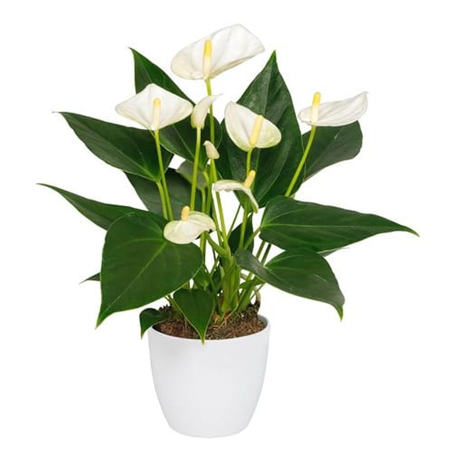 Anthurium Edison