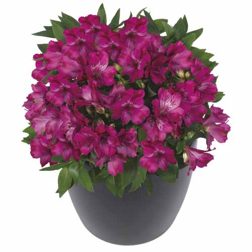 Alstroemeria Machu