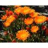 Mesembryanthemum Orangeade