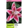 Lily Oriental Roselily Olympia Pack of 1