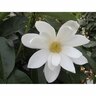 Magnolia Fairy White