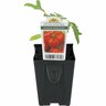Tomato Beefsteak Black