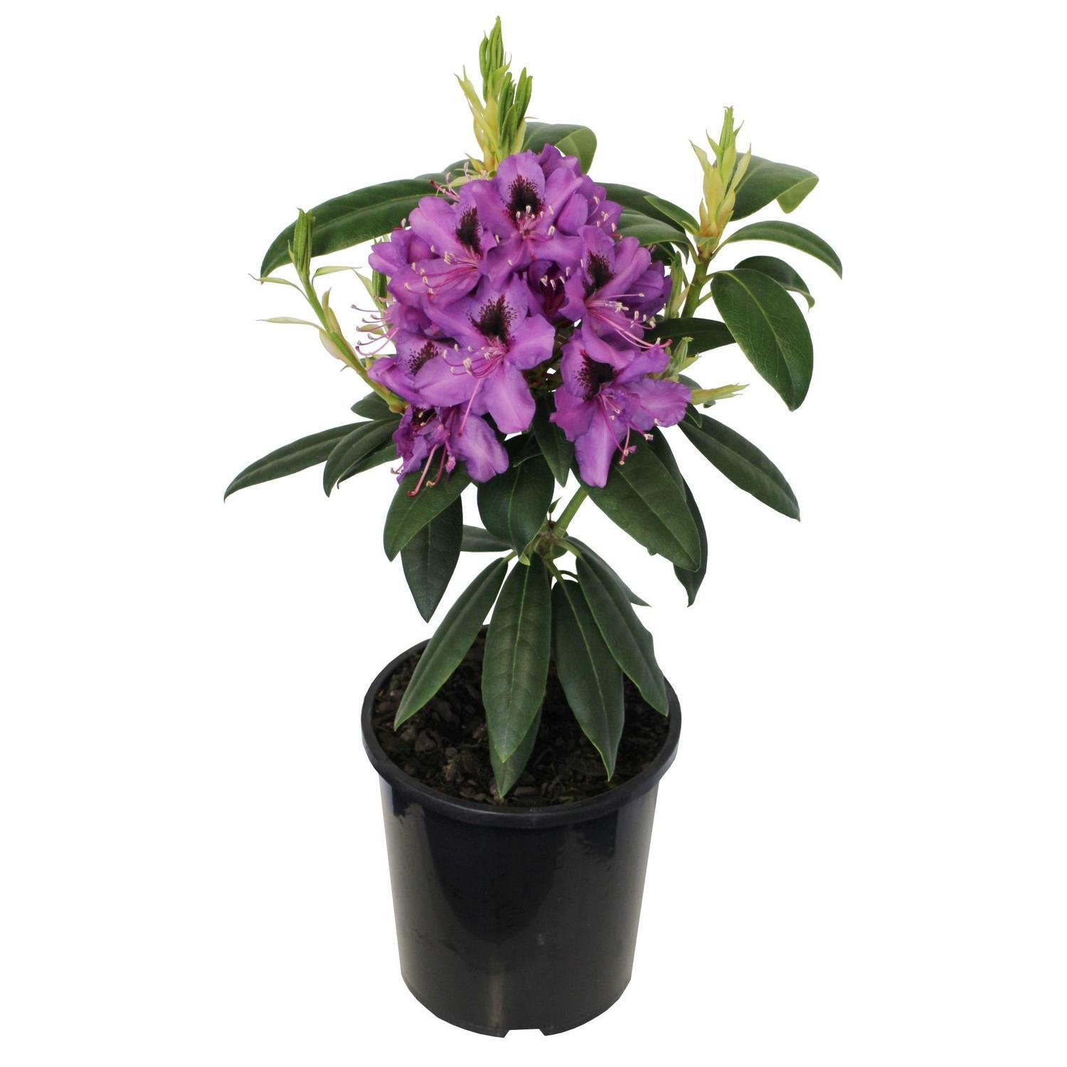 Rhododendron 'Bumblebee'