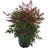 Nandina Obsession 6 litre