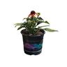 Echinacea Sunseekers Tequila Sunrise