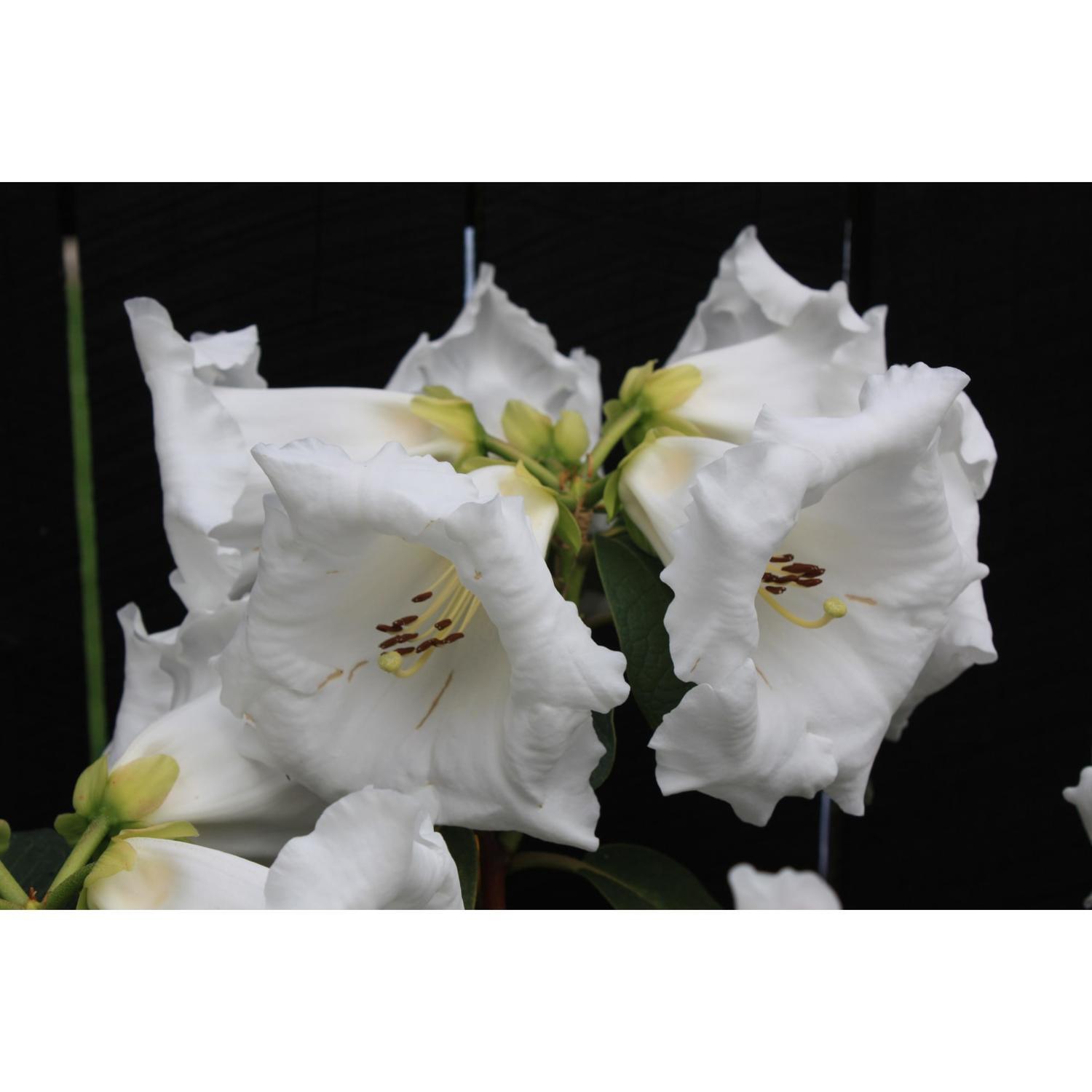 Rhododendron Mi Amor