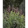 Baptisia Dutch Chocolate