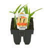Sweet Corn Gold & Pearl Pack of 6