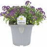 Flowering Colour
