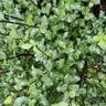 Pittosporum Wrinkle Blue 4L