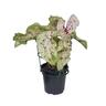 Caladium 'Miss Muffet'