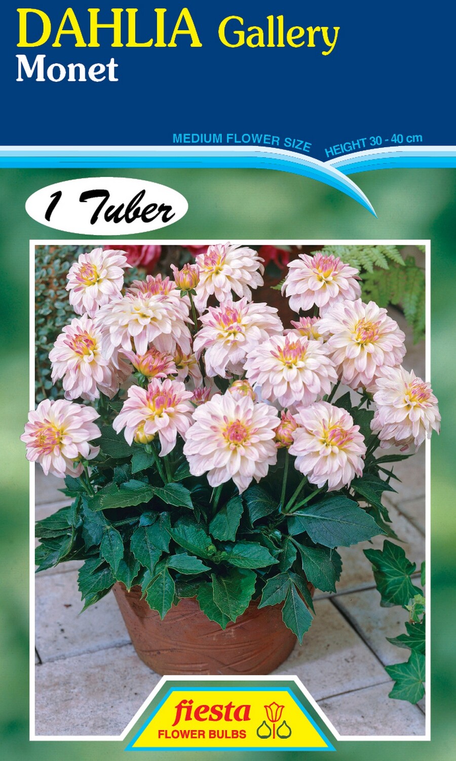 Dahlia Gallery Monet 1 Pack
