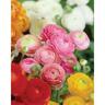 Ranunculus 'Mixed'