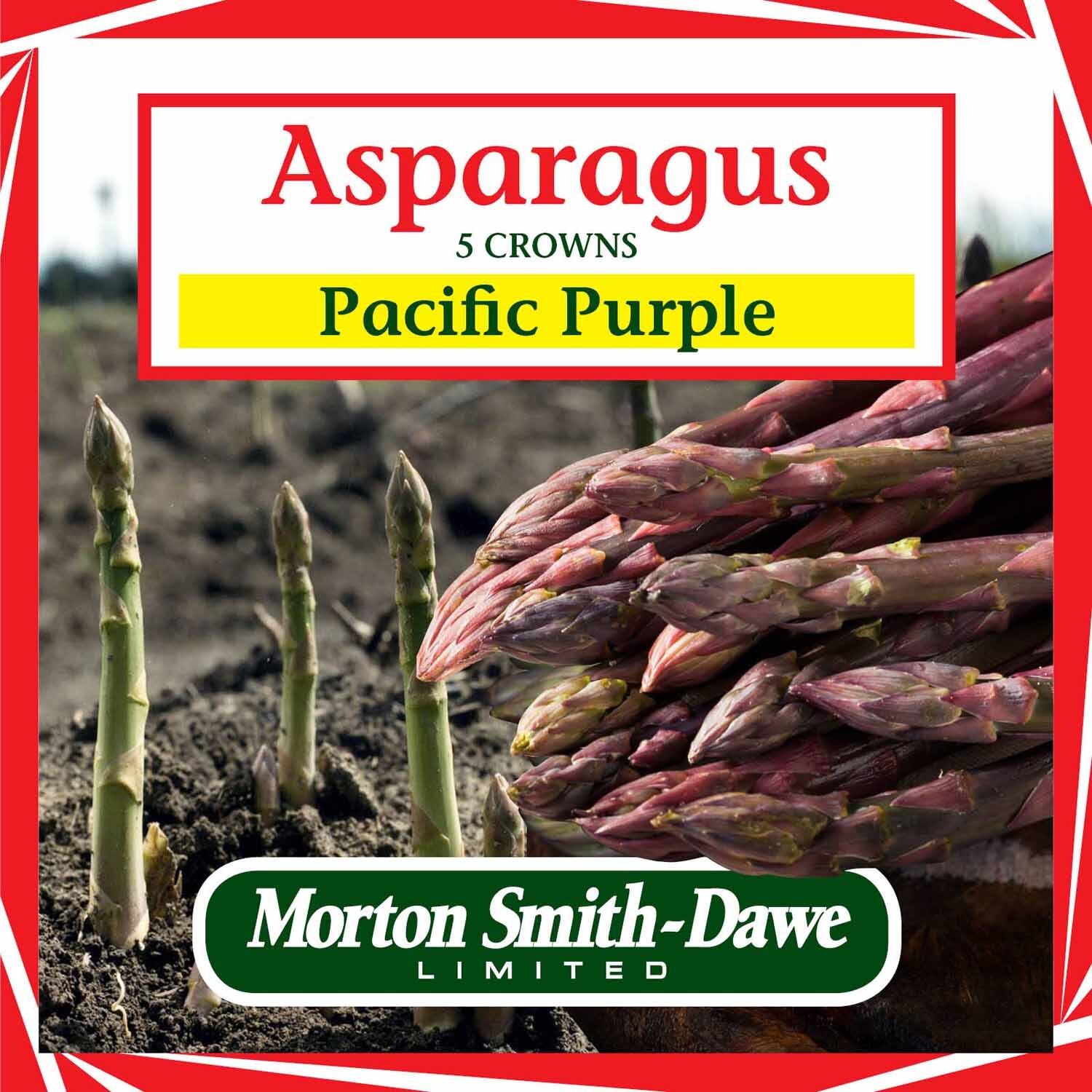 Pacific Purple Asparagus Crowns Pack of 5